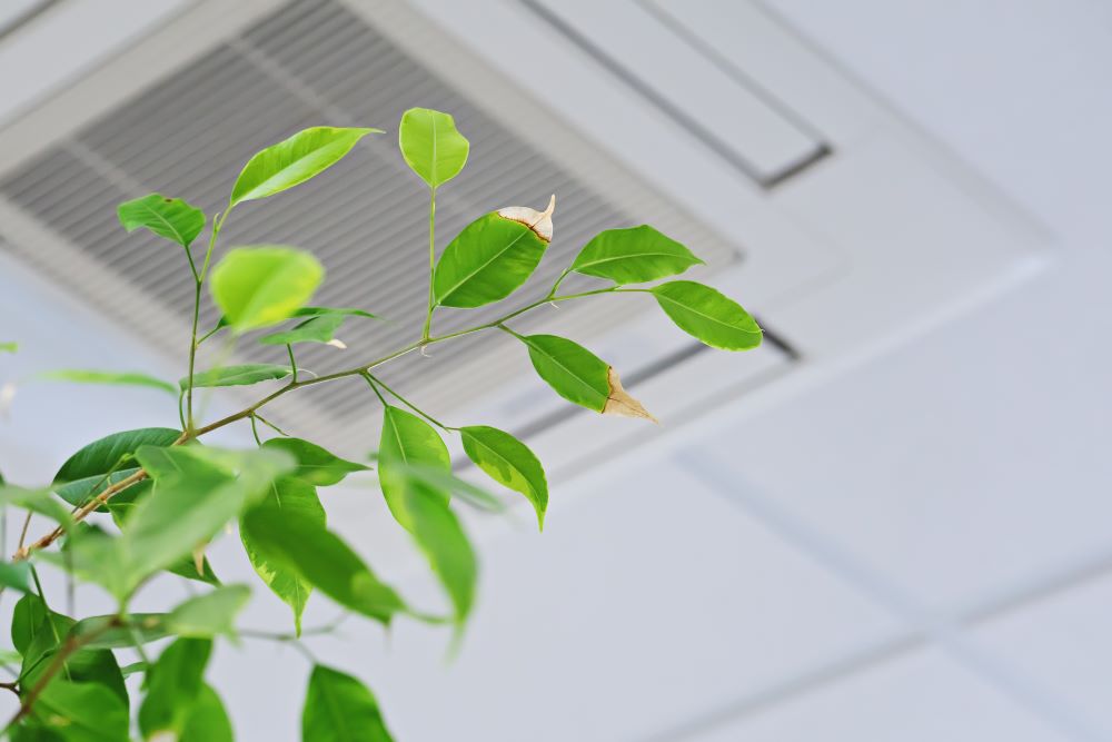 Plant in front of air vent